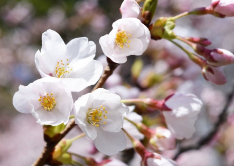 april-image
