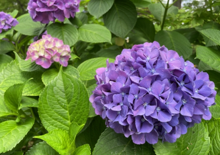 may-image