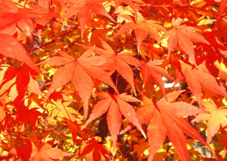 november-image